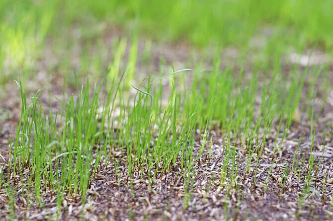 New grass growing from seed